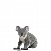 Koala PNG HD Image