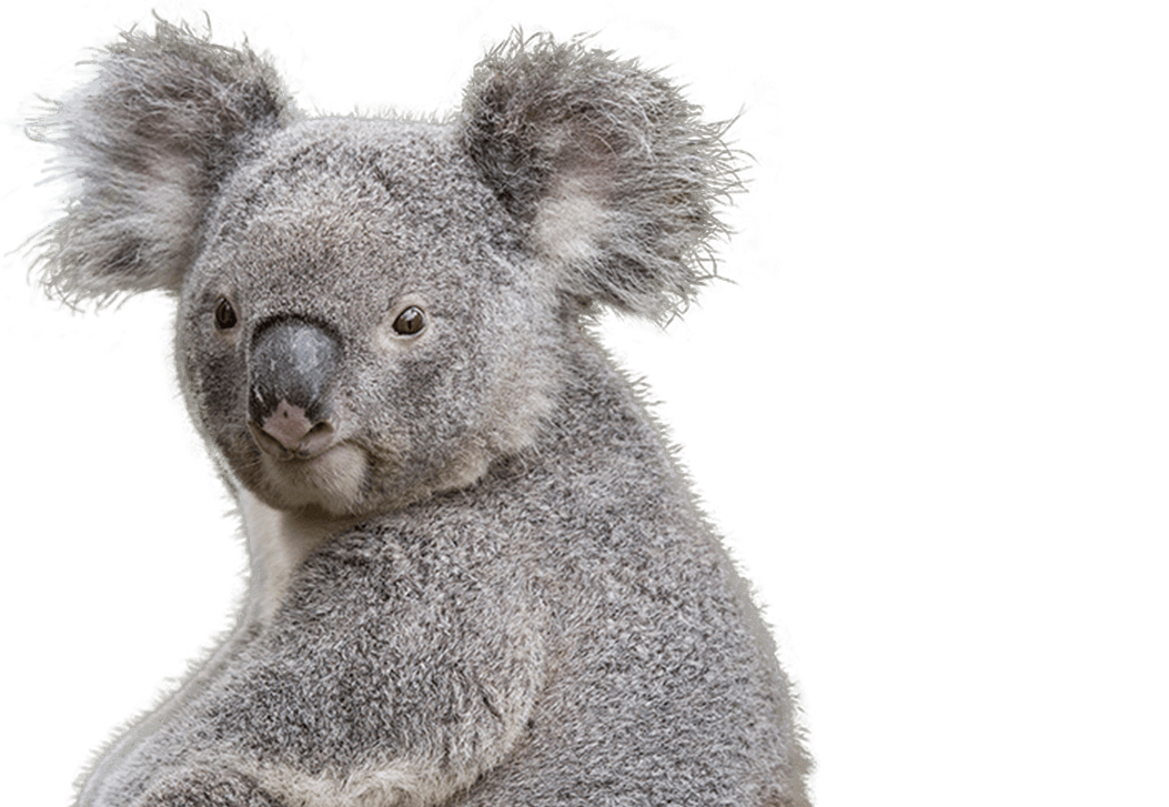 Koala PNG Images