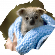 Koala PNG Photos