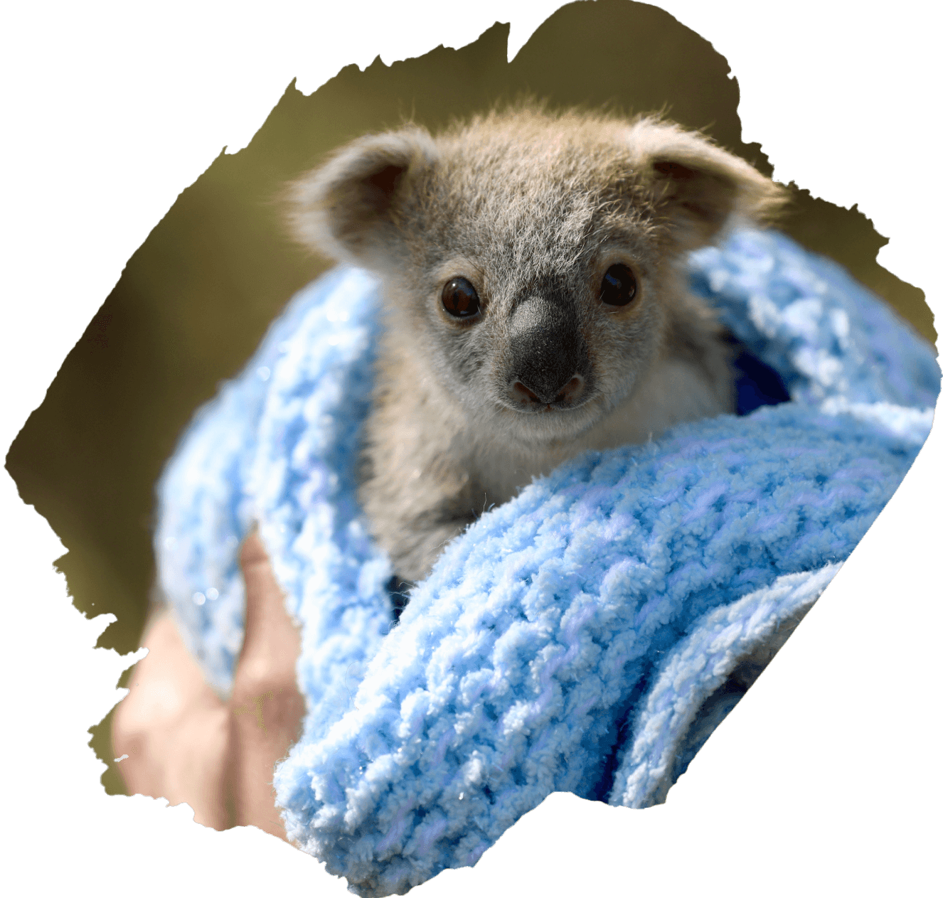 Koala PNG Photos