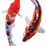 Koi Fish PNG Cutout