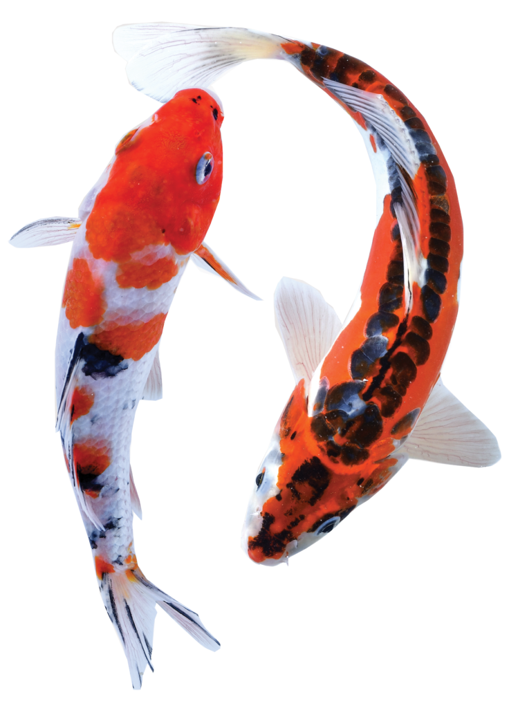 Koi Fish PNG Cutout