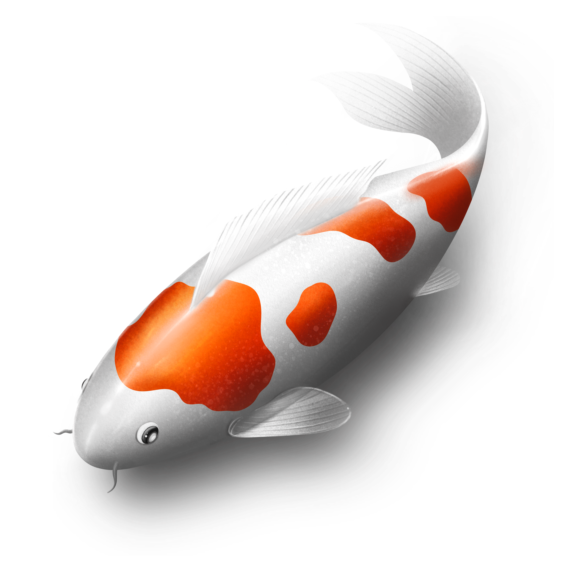Koi Fish PNG Picture
