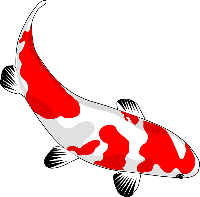 Koi Fish PNG