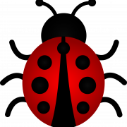 Lady Bug PNG Image