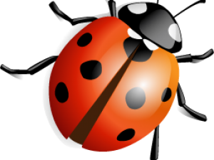 Lady Bug PNG Picture