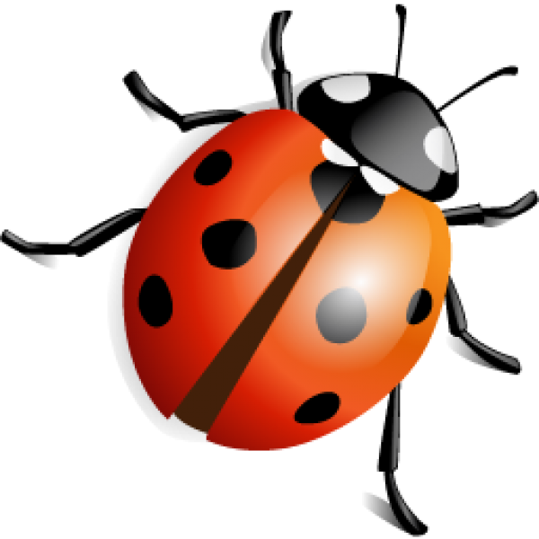 Lady Bug PNG Picture
