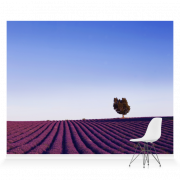 Lavender Field PNG