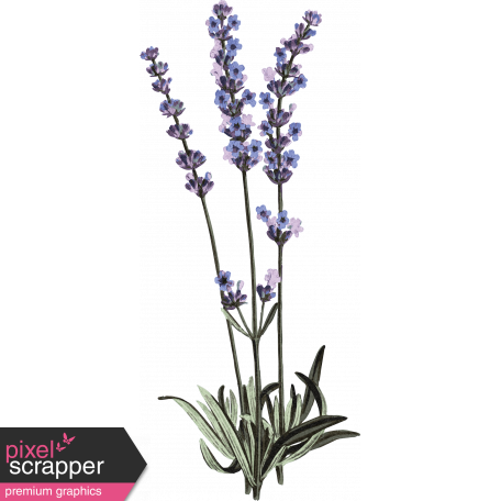 Lavender Field PNG Clipart