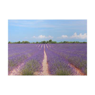 Lavender Field PNG Image