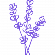 Lavender Field PNG Photo