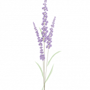Lavender Field PNG Photos