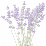Lavender Field PNG Pic