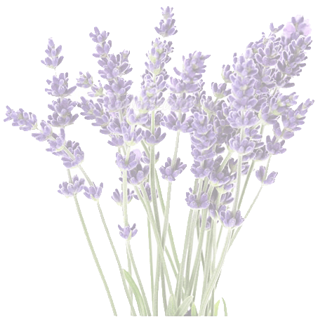 Lavender Field PNG Pic