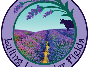 Lavender Field PNG Picture