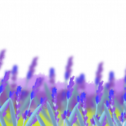 Lavender Field Transparent