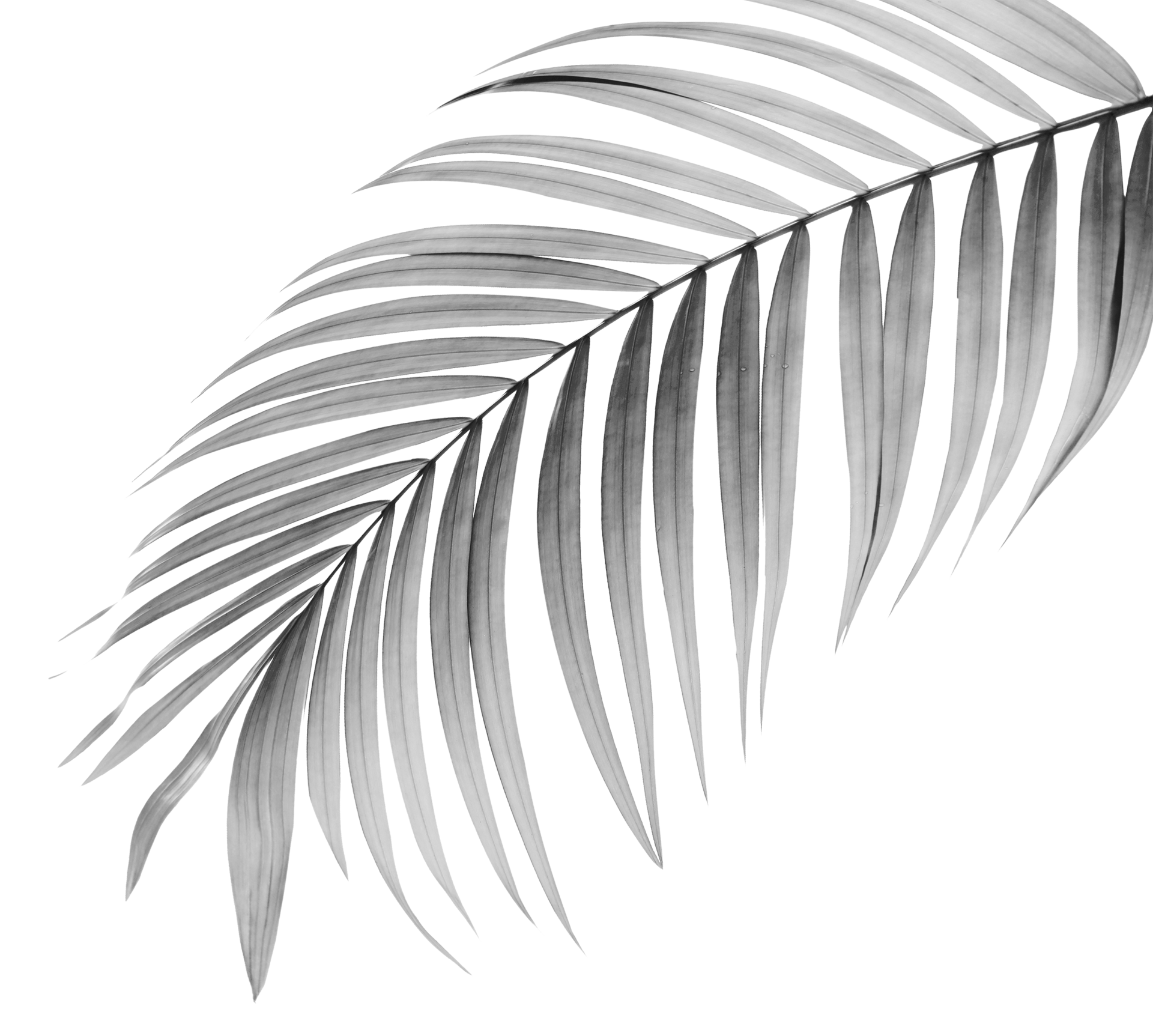 Leaf Black And White Background PNG