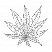 Leaf Black And White PNG Free Image