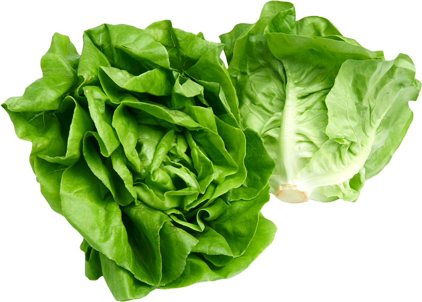 Lettuce PNG Free Image