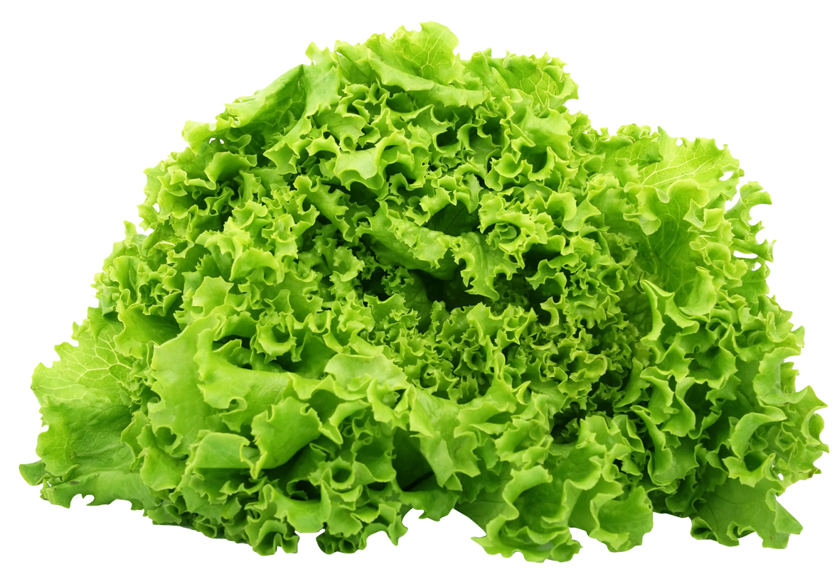 Lettuce PNG Image HD