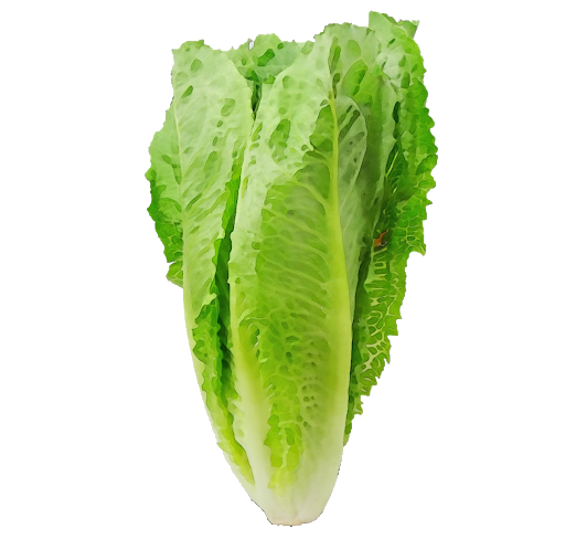 Lettuce PNG Images