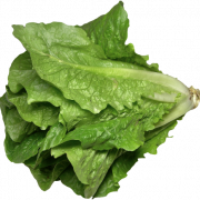 Lettuce PNG Photo