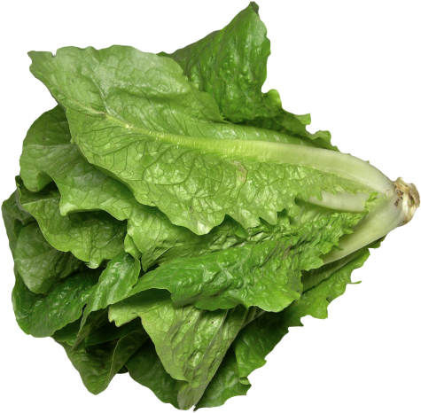 Lettuce PNG Photo