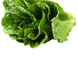 Lettuce PNG Photos