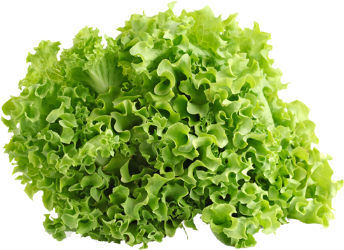 Lettuce PNG