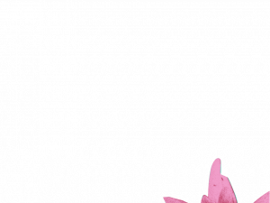 Lily Pad PNG Picture