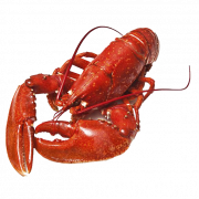 Lobster No Background