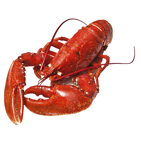 Lobster No Background