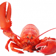Lobster PNG Clipart
