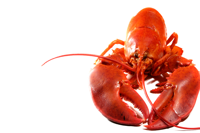 Lobster PNG Free Image