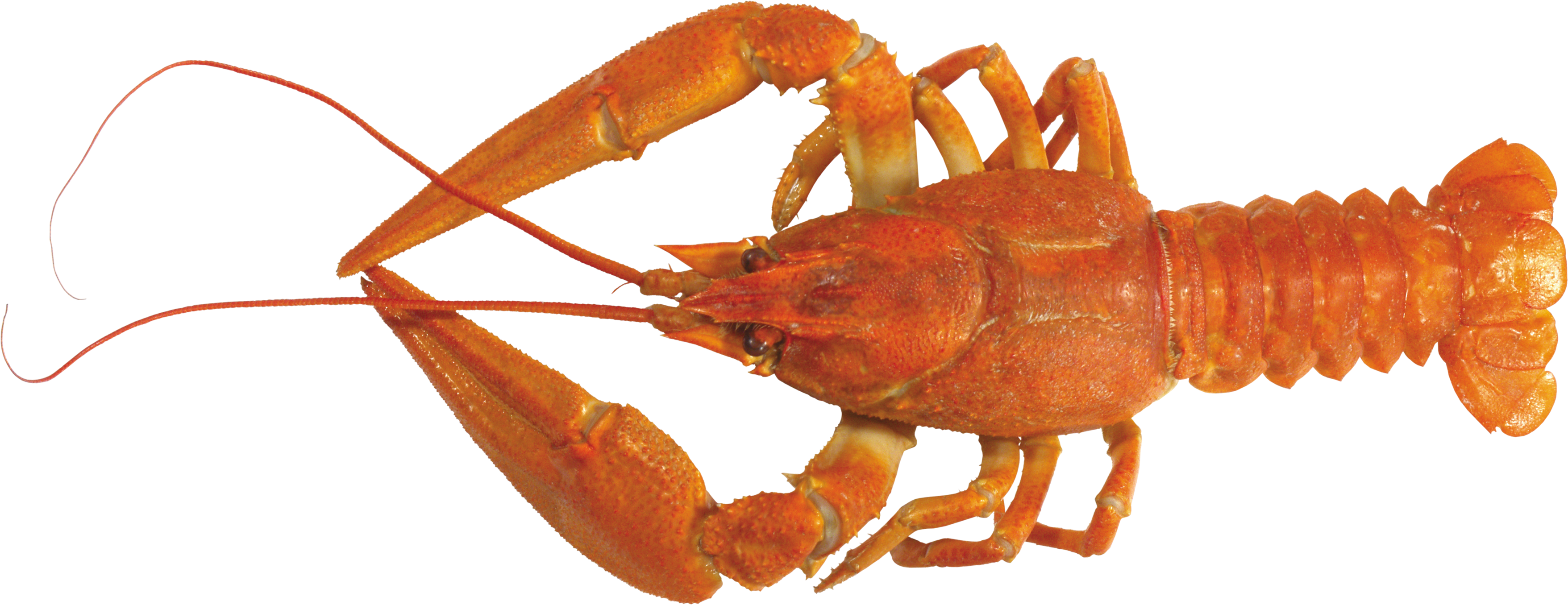 Lobster PNG Image