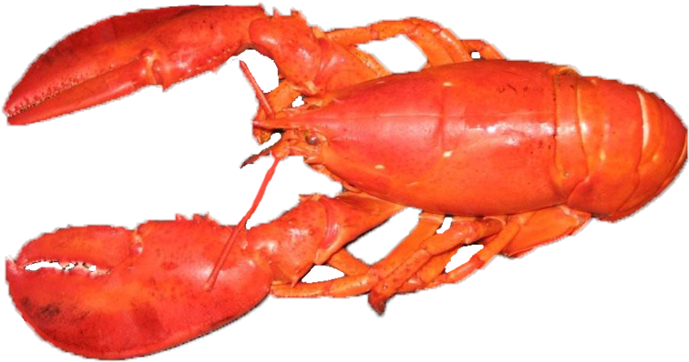 Lobster PNG Images HD