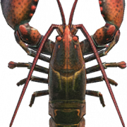 Lobster PNG Photo