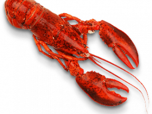 Lobster PNG Photos
