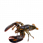 Lobster PNG Pic