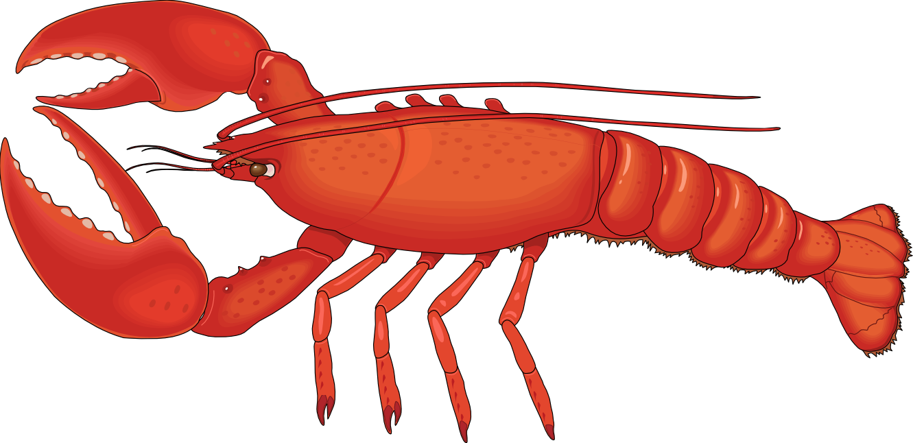 Lobster PNG Picture