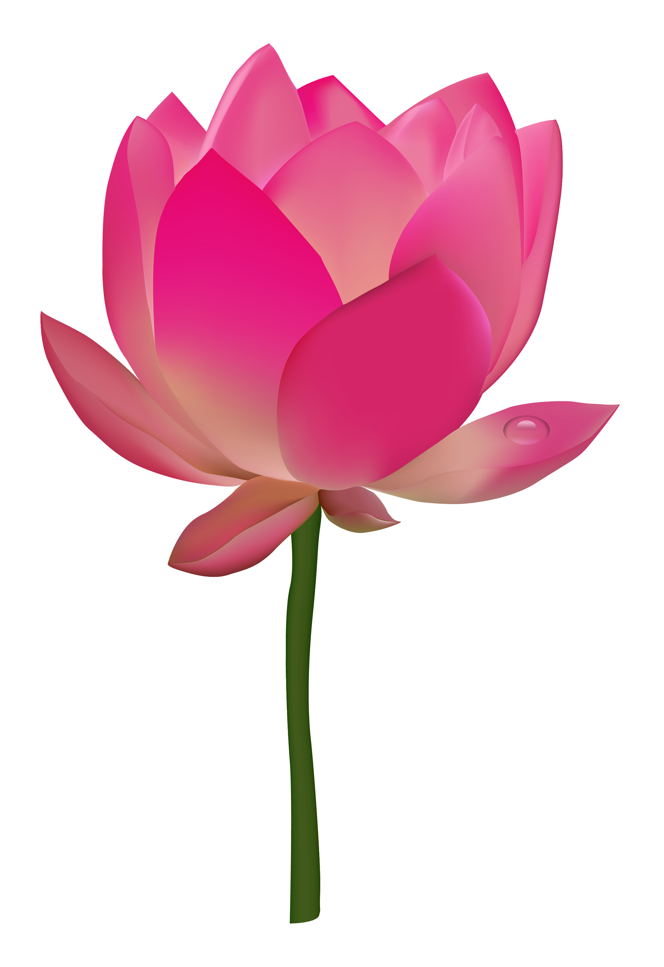 Lotus Flower No Background