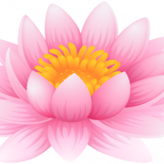 Lotus Flower PNG Background