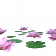 Lotus Flower PNG Cutout