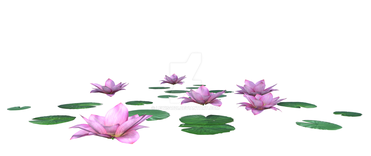 Lotus Flower PNG Cutout