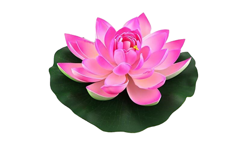 Lotus Flower PNG Free Image