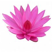 Lotus Flower PNG Image