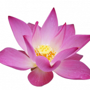 Lotus Flower PNG Photo