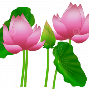 Lotus Flower PNG Photos