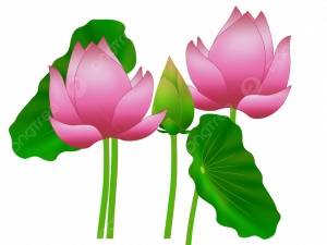 Lotus Flower PNG Photos