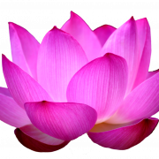 Lotus Flower PNG Pic